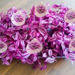 Tradescantia fluminensis ‘Pink Paradise’ - výška 5-10 cm ⌀ 20-30 cm, kont. C1L